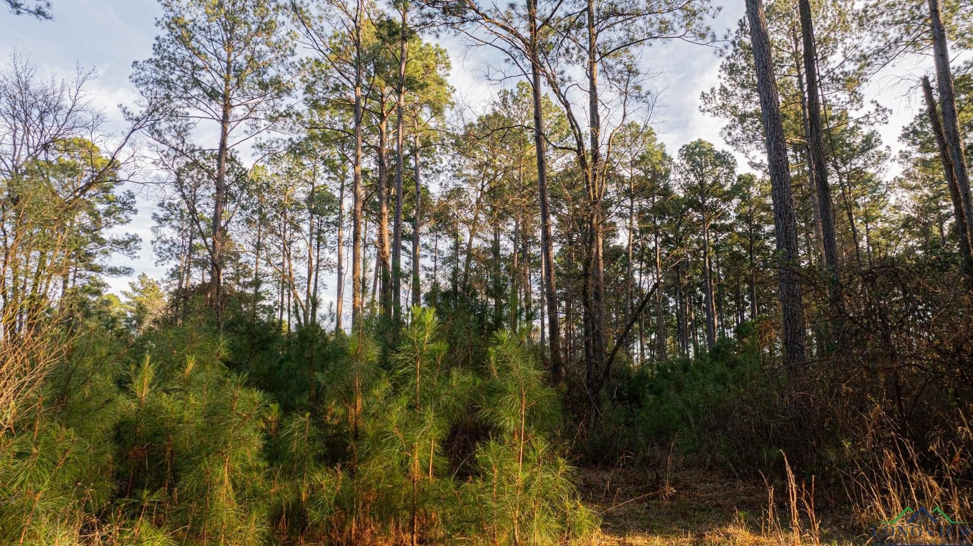99.61 acres in Texas County - photo 15