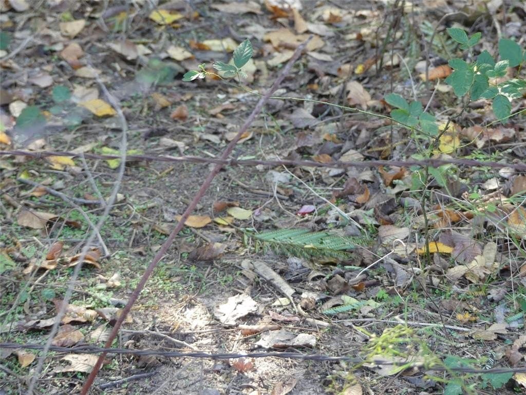 20 acres in Montague County - photo 17