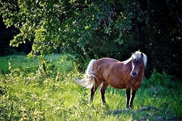 185 acres in Brazos County - photo 18