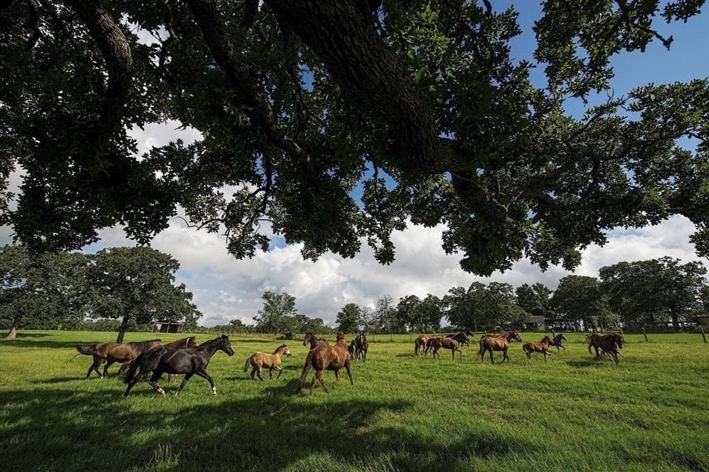 185 acres in Brazos County - photo 15