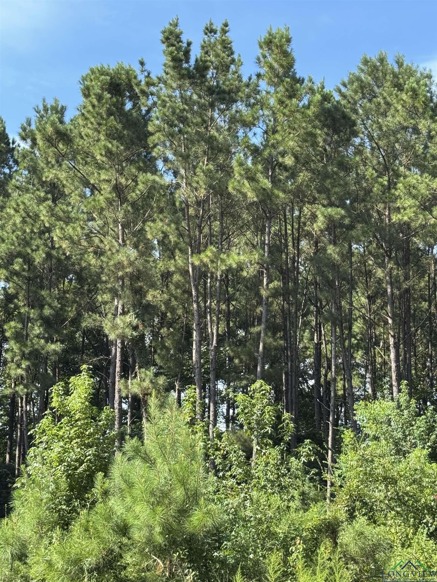 19.63 acres in Texas County - photo 2