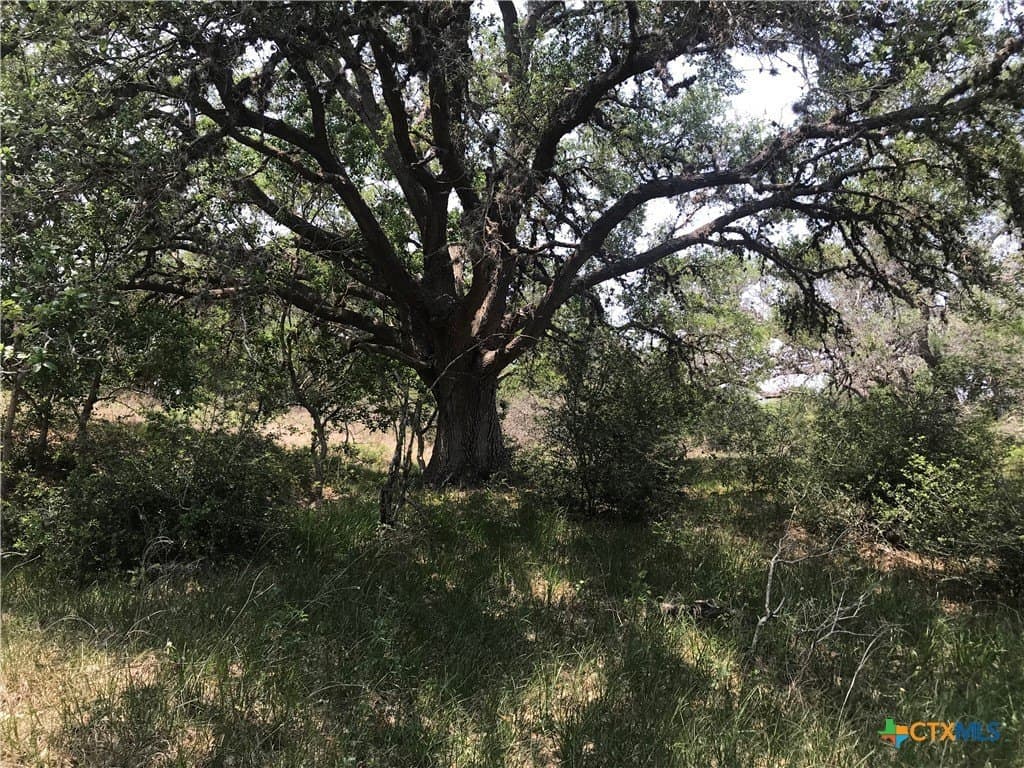 15 acres in Goliad County - photo 10