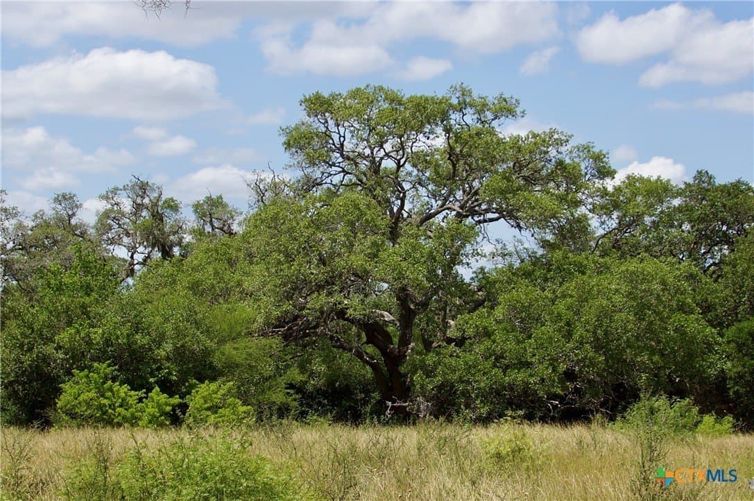 68.8 acres in DeWitt County - photo 7