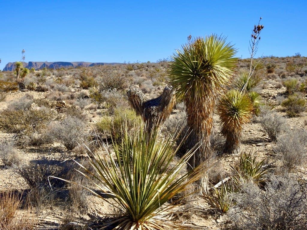 40 acres in Brewster County - photo 6