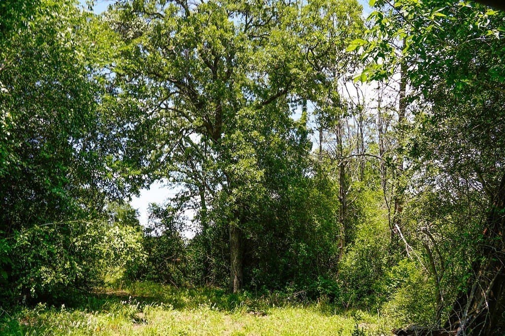 40 acres in Fayette County - photo 7