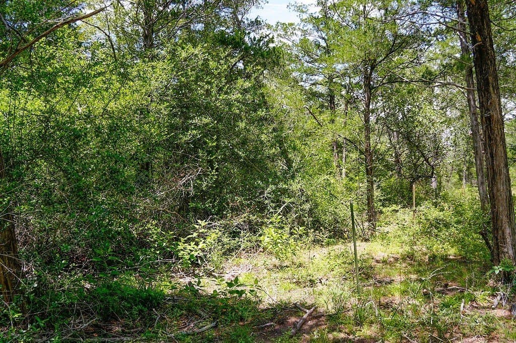40 acres in Fayette County - photo 16