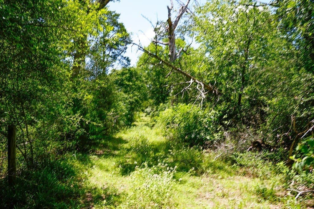 40 acres in Fayette County - photo 12