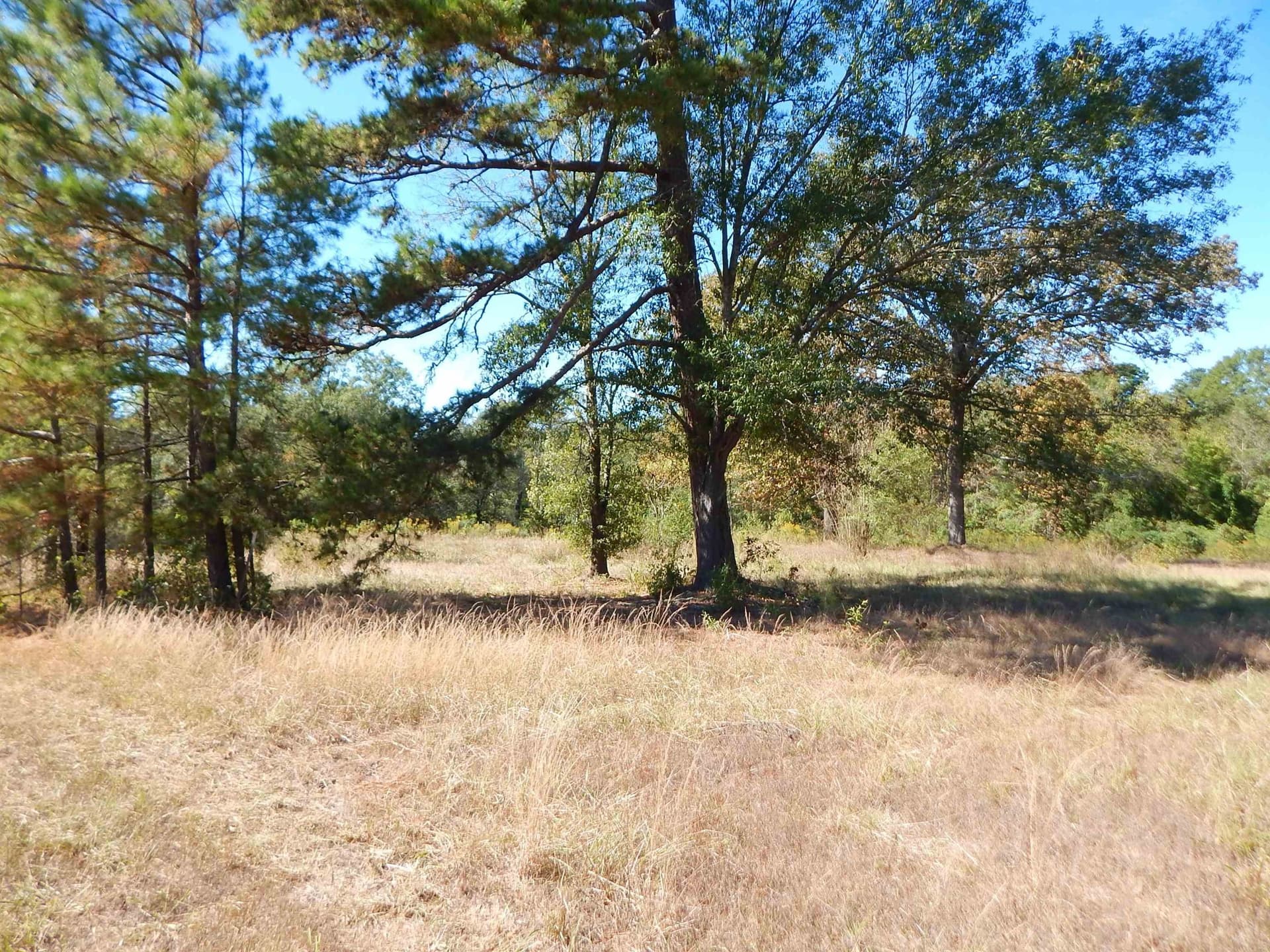 0.5 acres in Upshur County - photo 5