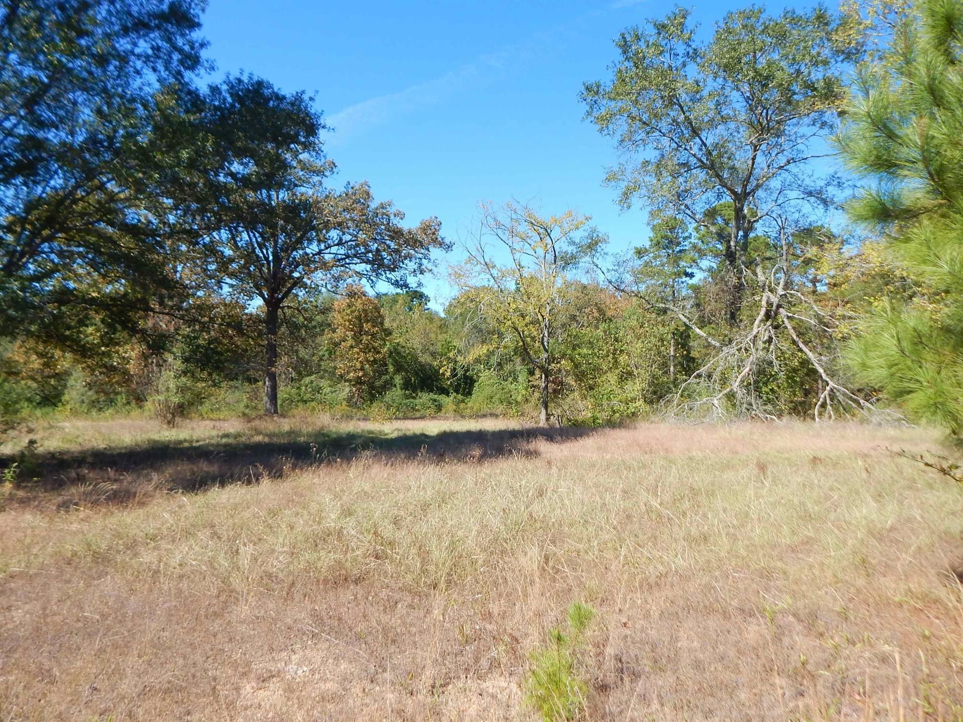 0.5 acres in Upshur County - photo 4