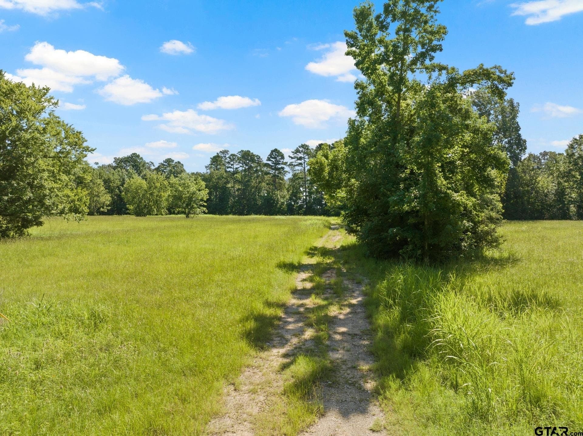 68.3 acres in Titus County - photo 5