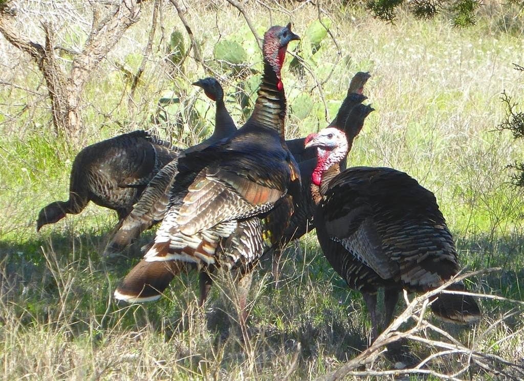 2.02 acres in Palo Pinto County - photo 6