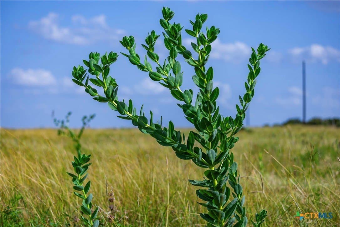 25 acres in Burnet County - photo 11