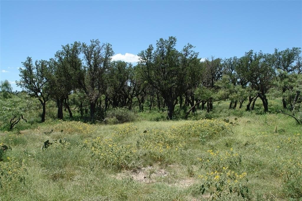 67 acres in McCulloch County - photo 3