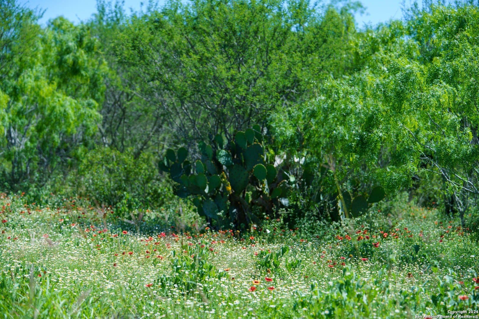 0 acres in Live Oak County - photo 28