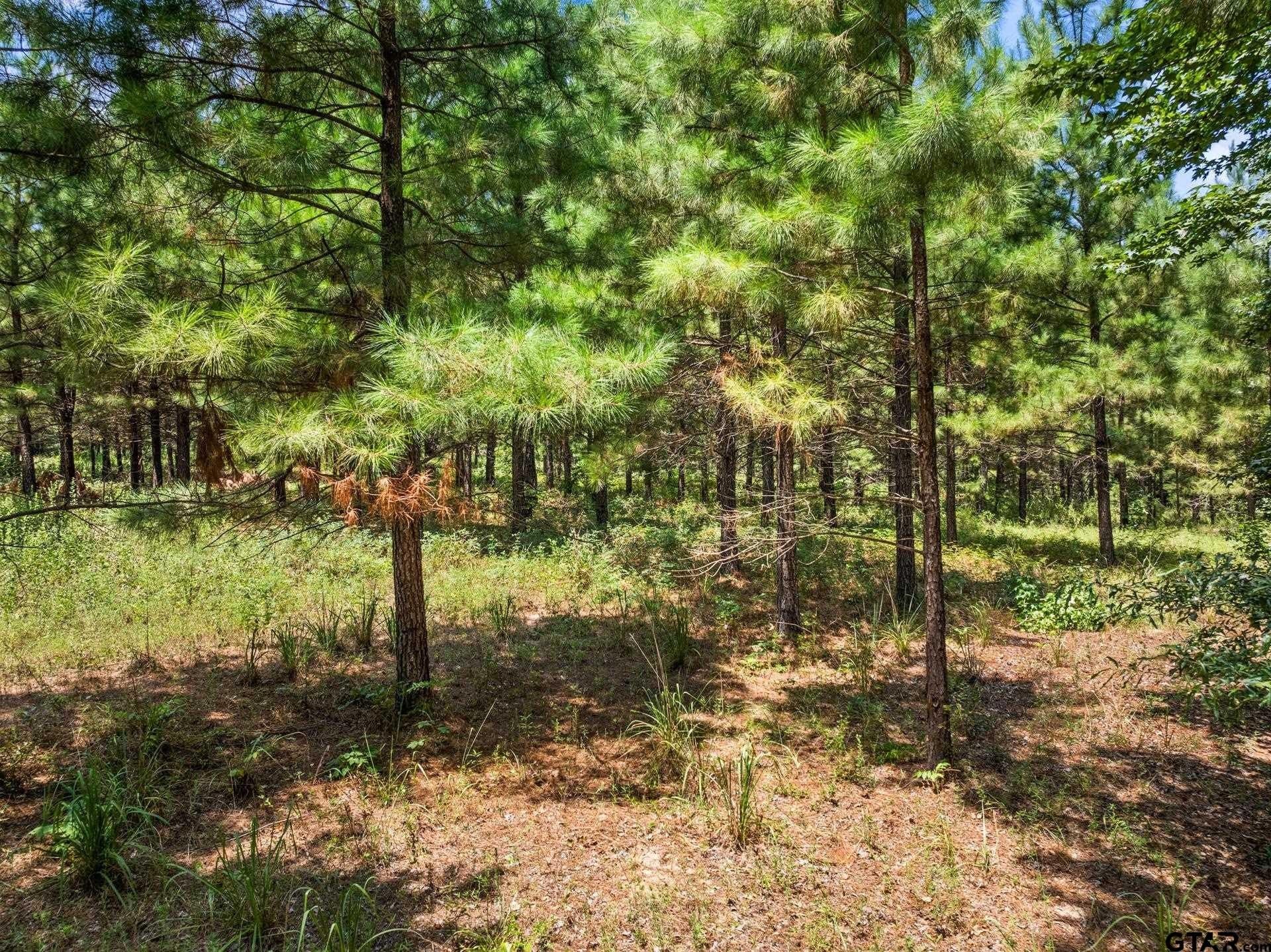 13.4 acres in Camp County - photo 12