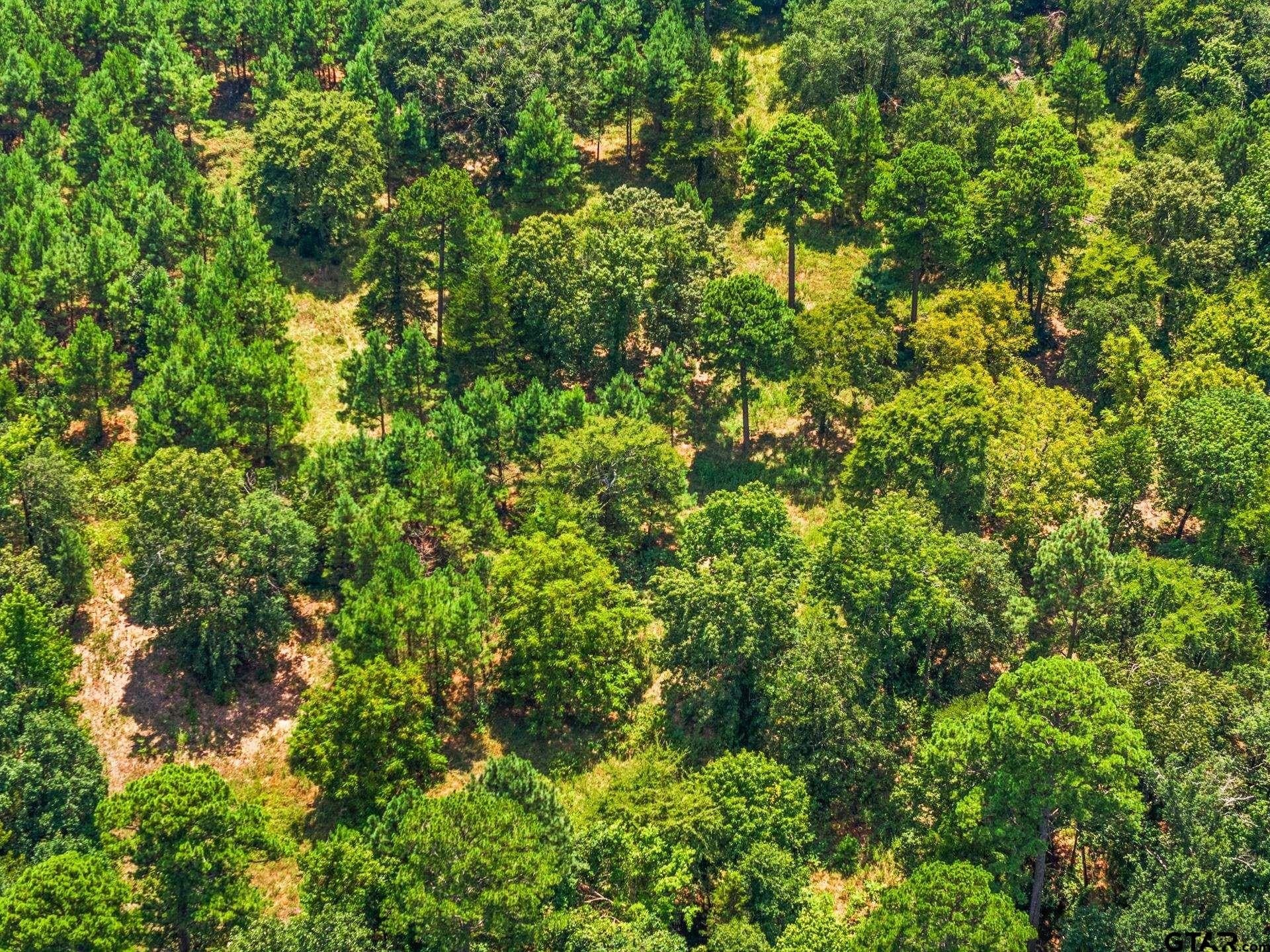 13.4 acres in Camp County - photo 17