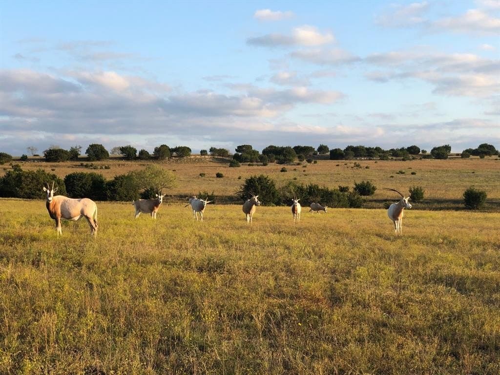 366.47 acres in Burnet County - photo 8
