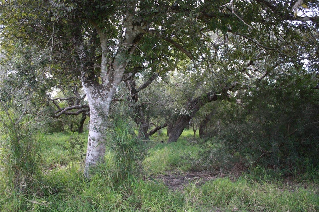 10.5 acres in San Patricio County - photo 14