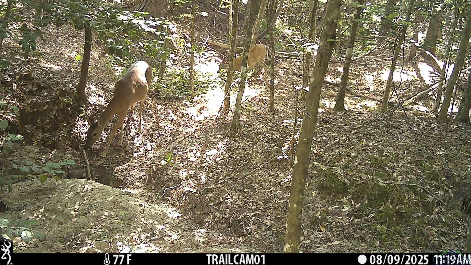 80 acres in Marion County - photo 43