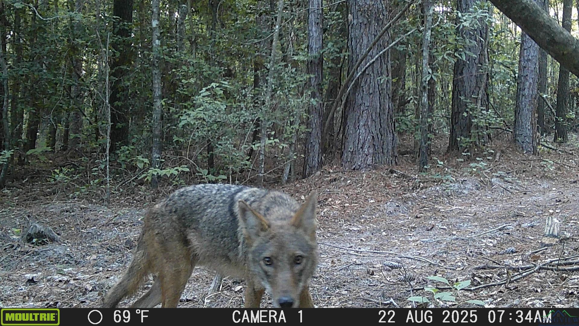 80 acres in Marion County - photo 34