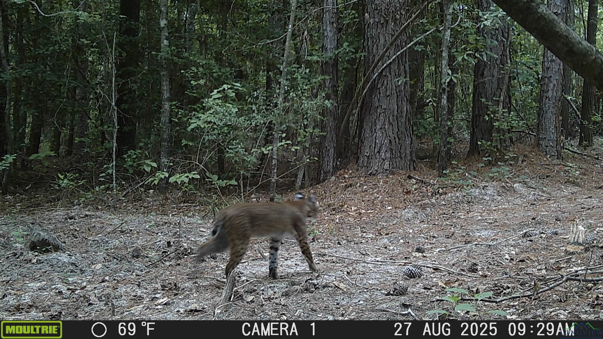 80 acres in Marion County - photo 17