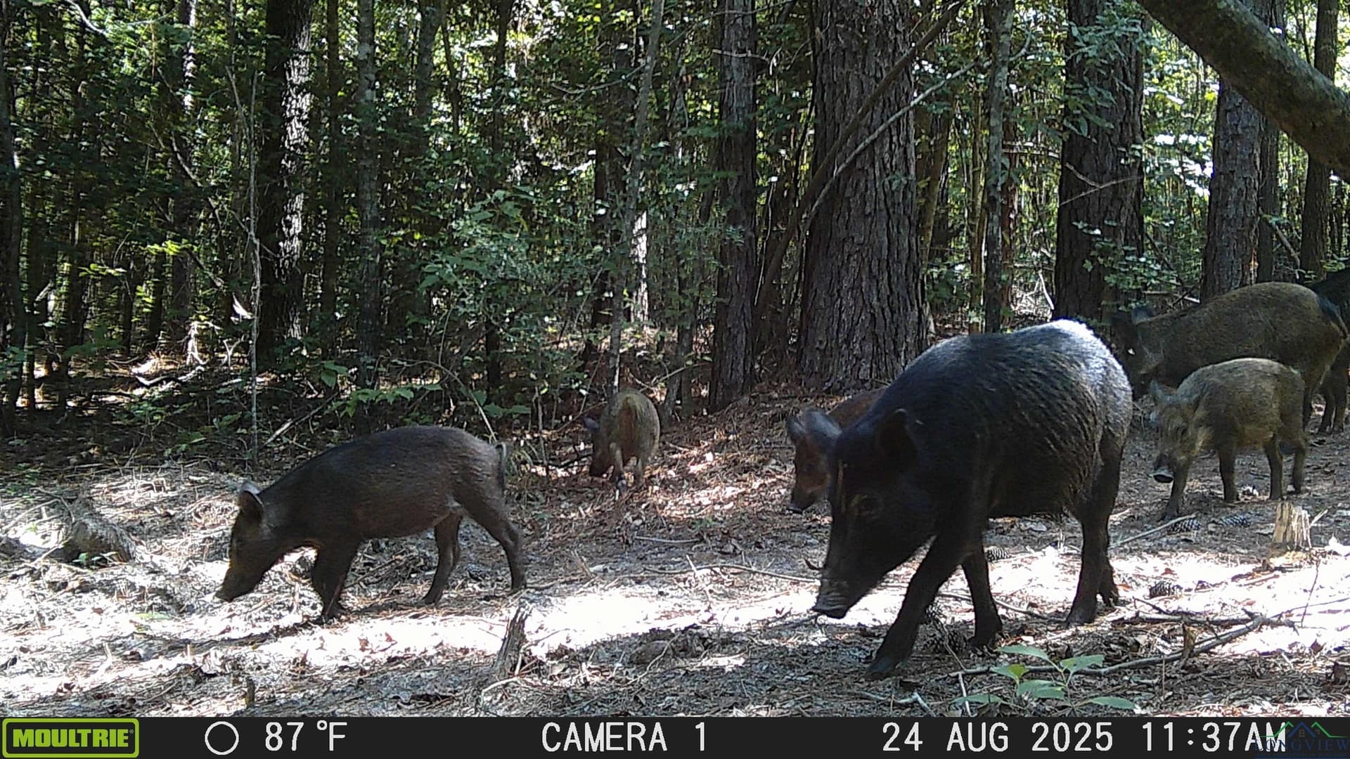 80 acres in Marion County - photo 28