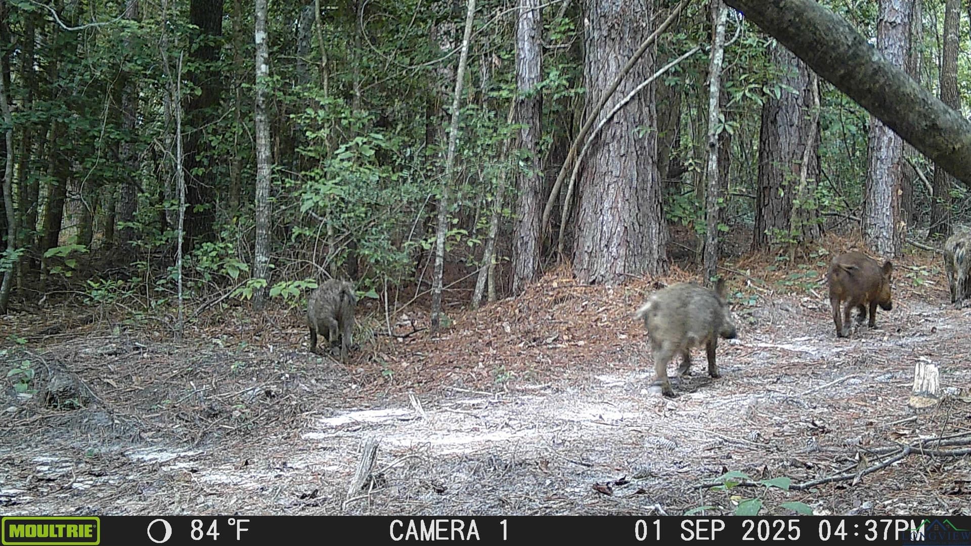 80 acres in Marion County - photo 44