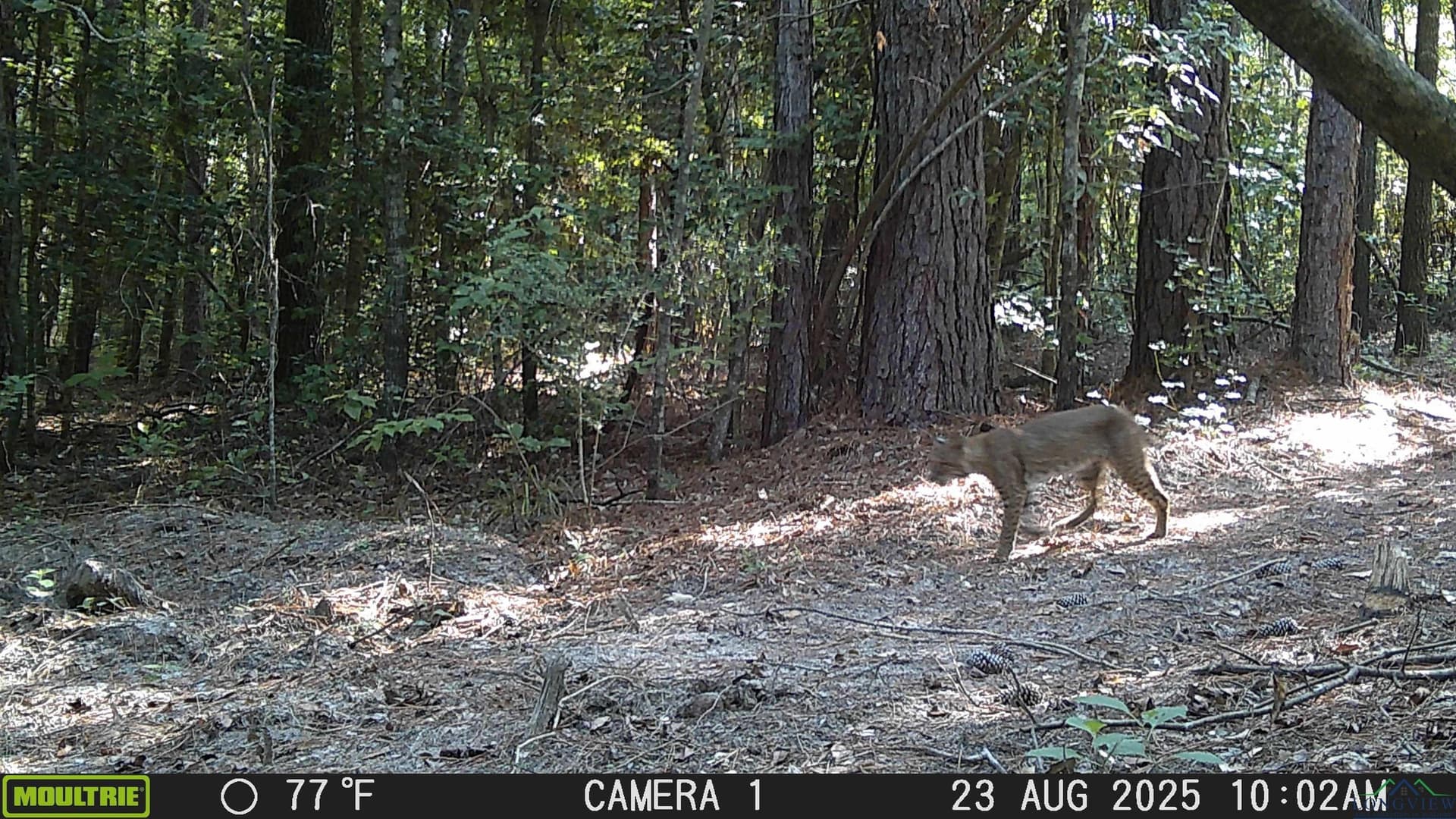 80 acres in Marion County - photo 48