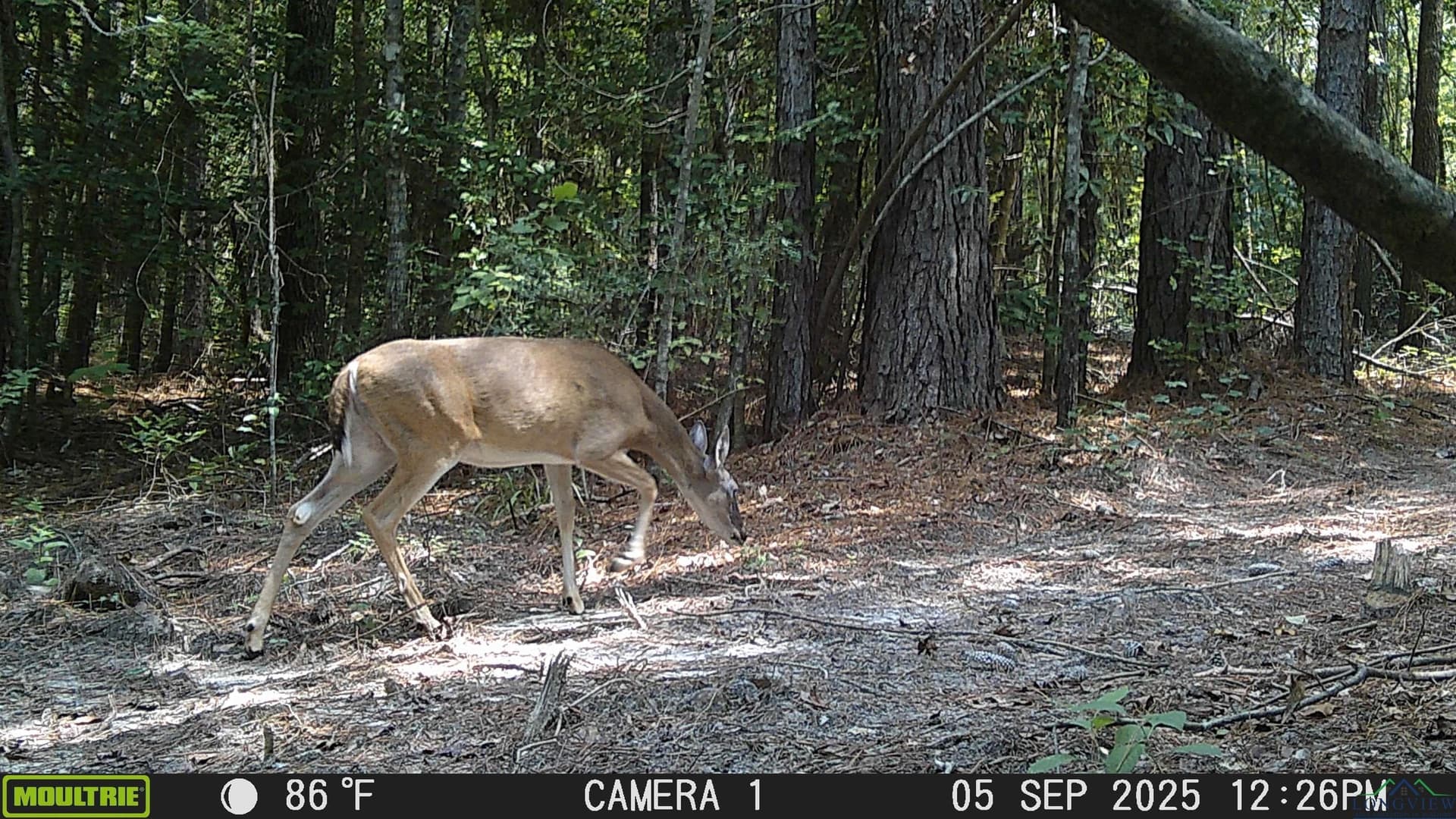 80 acres in Marion County - photo 47