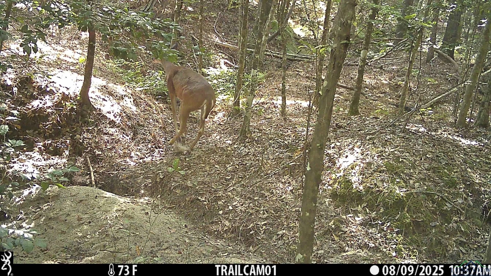 80 acres in Marion County - photo 42