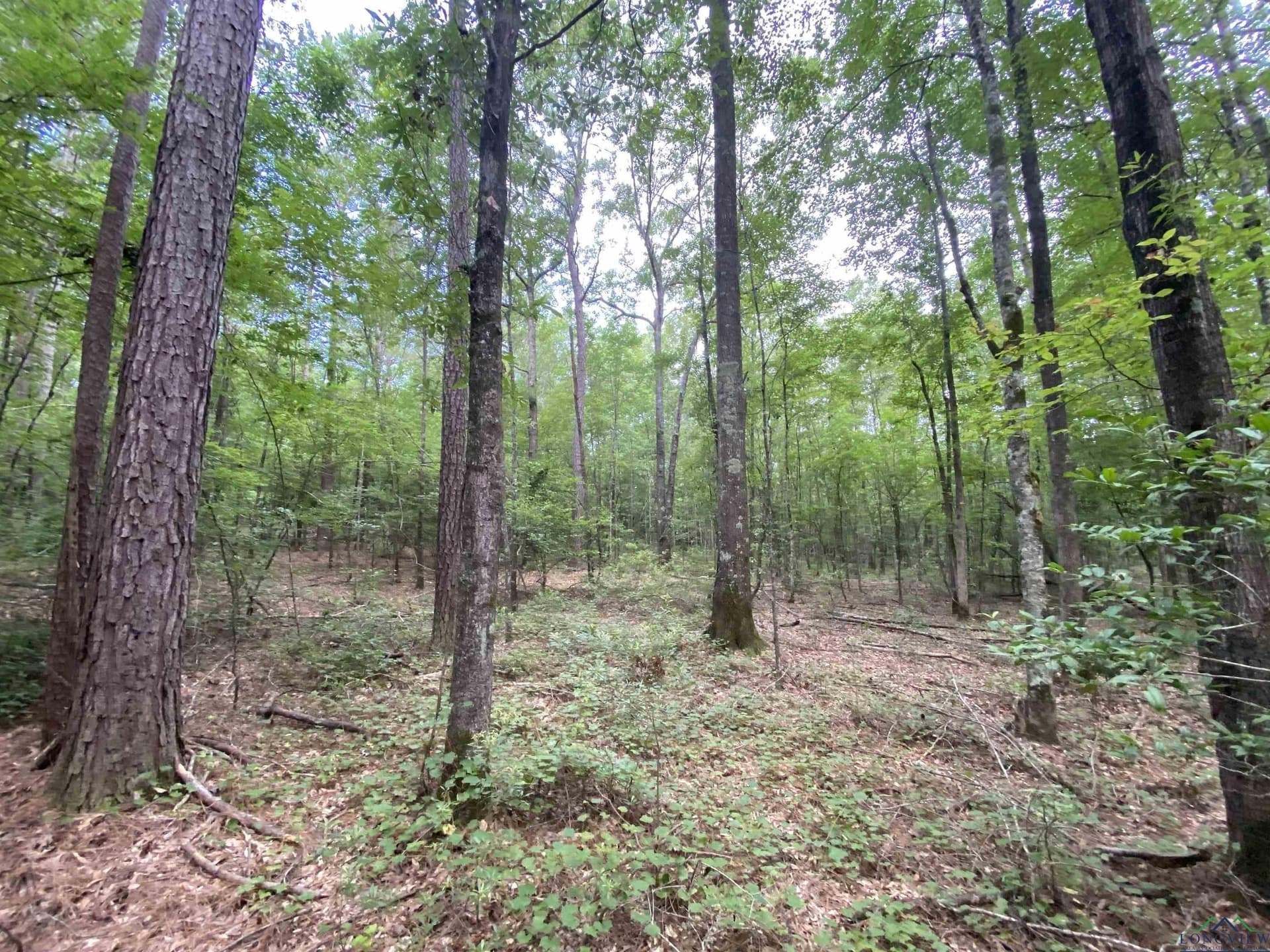 80 acres in Marion County - photo 27