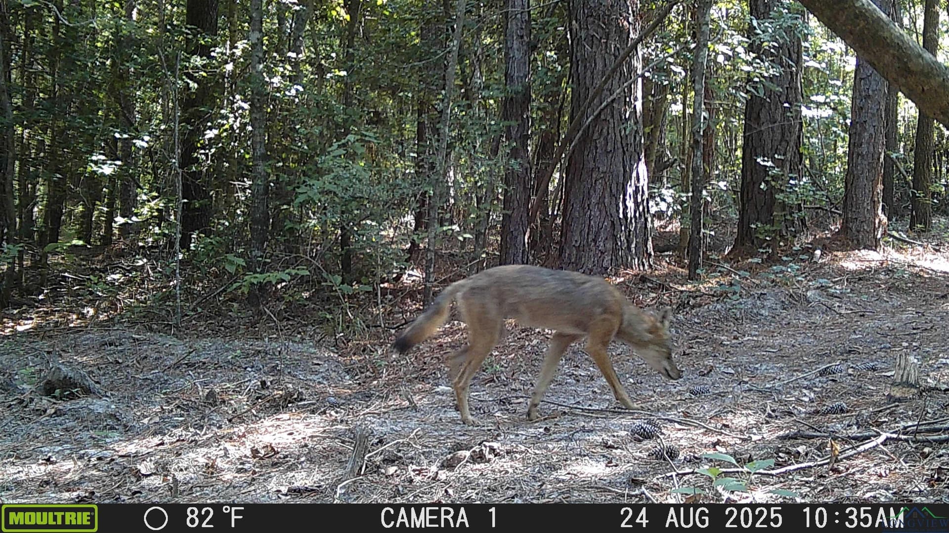 80 acres in Marion County - photo 49