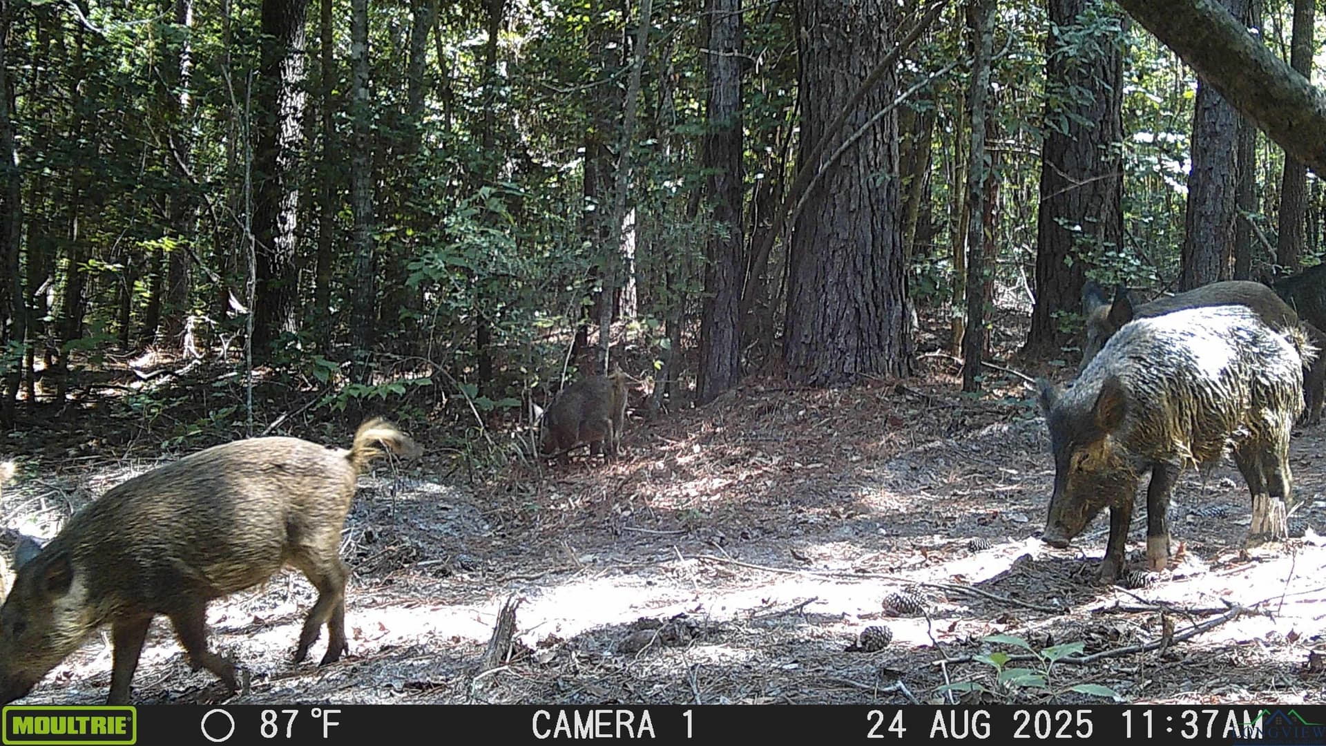 80 acres in Marion County - photo 9