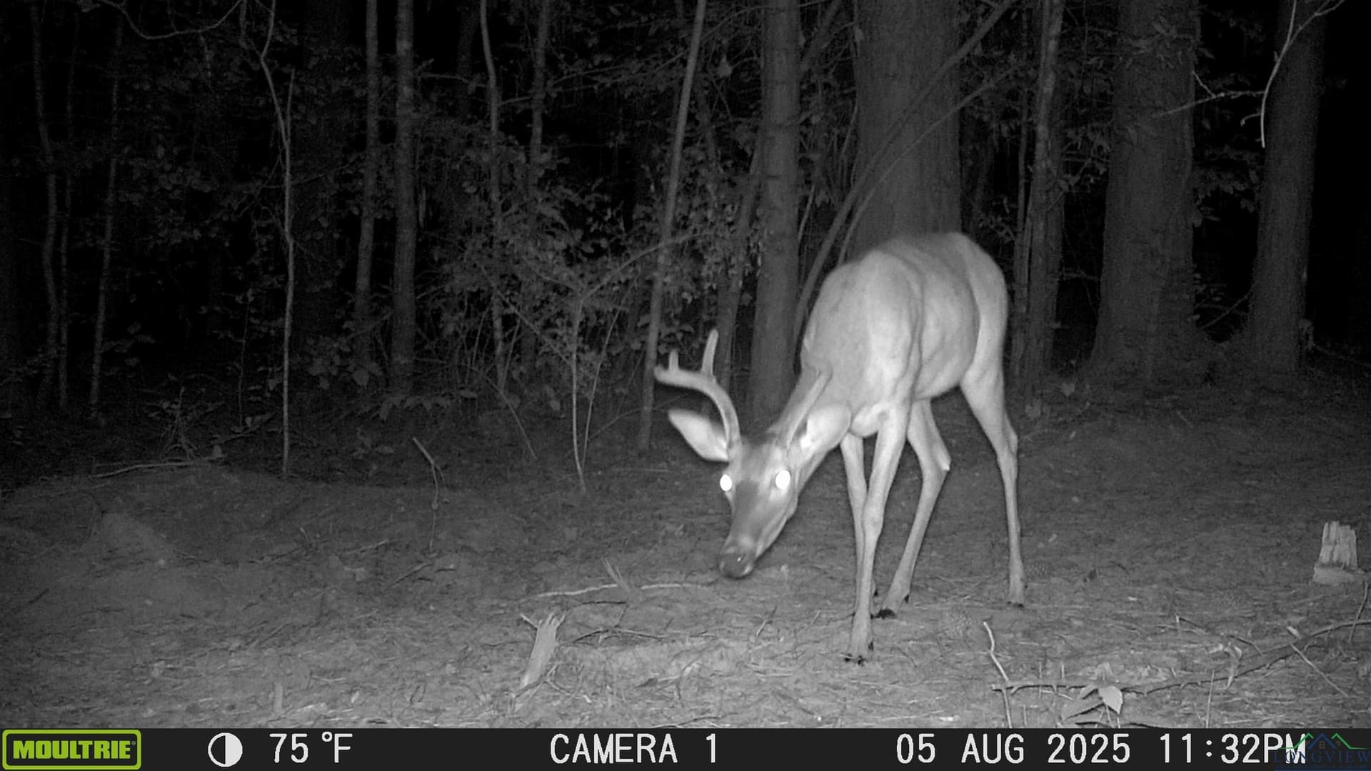 80 acres in Marion County - photo 46