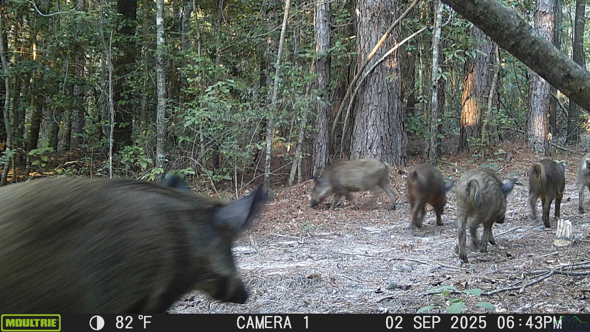 80 acres in Marion County - photo 45
