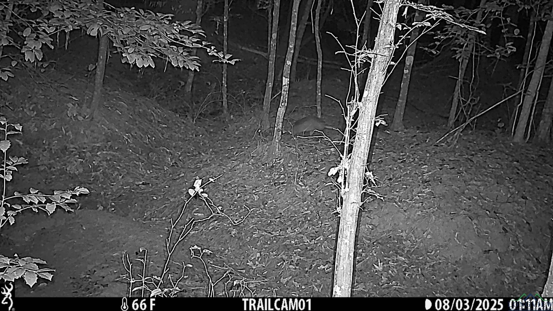 80 acres in Marion County - photo 33