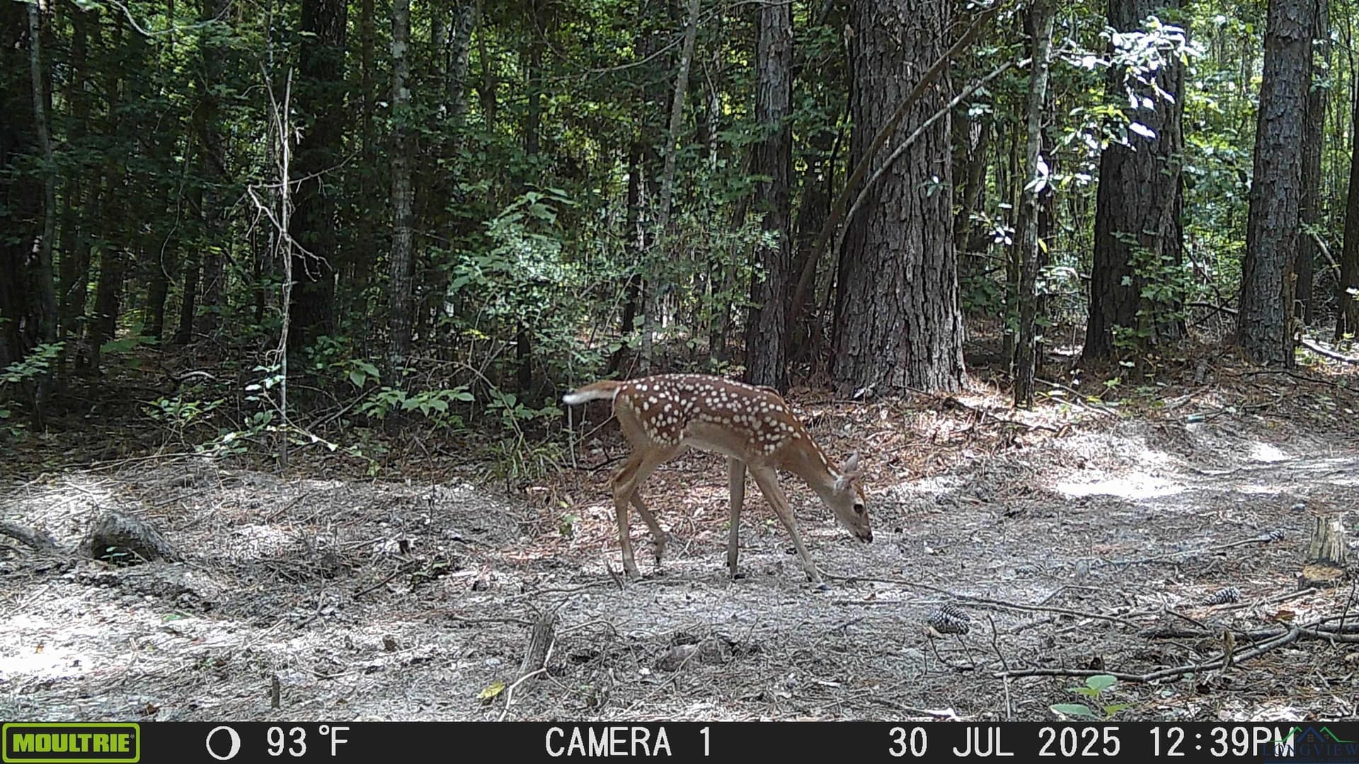 80 acres in Marion County - photo 41
