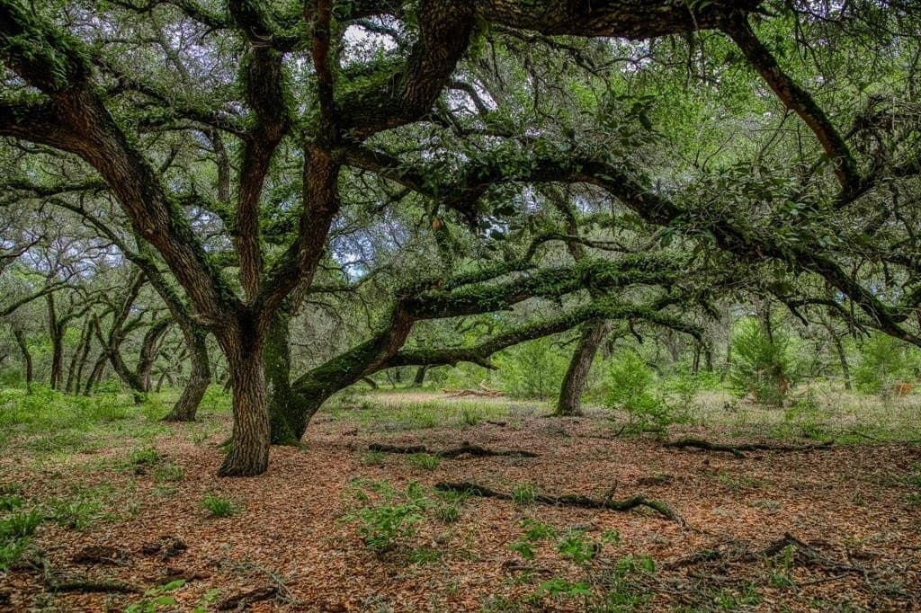 24.93 acres in Lavaca County - photo 2