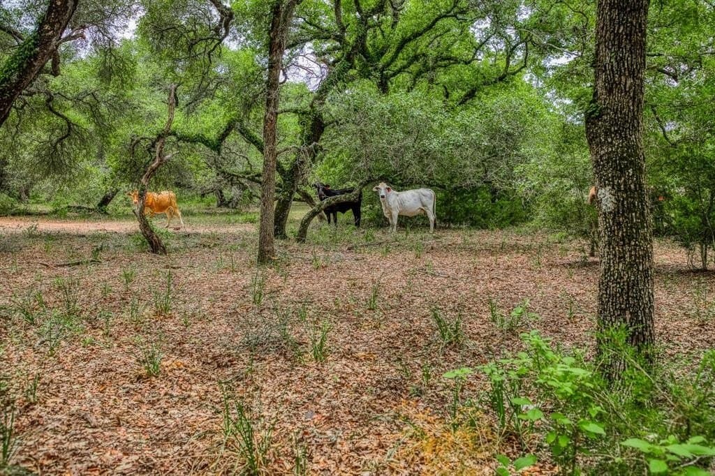 24.93 acres in Lavaca County - photo 19