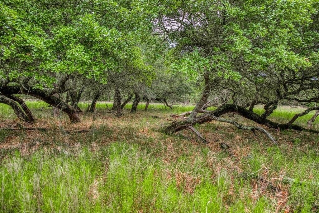 24.93 acres in Lavaca County - photo 17
