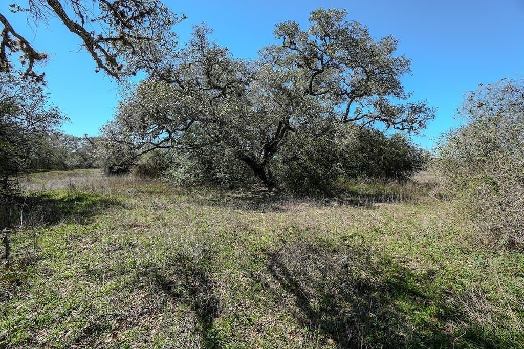 10 acres in Colorado County - photo 9
