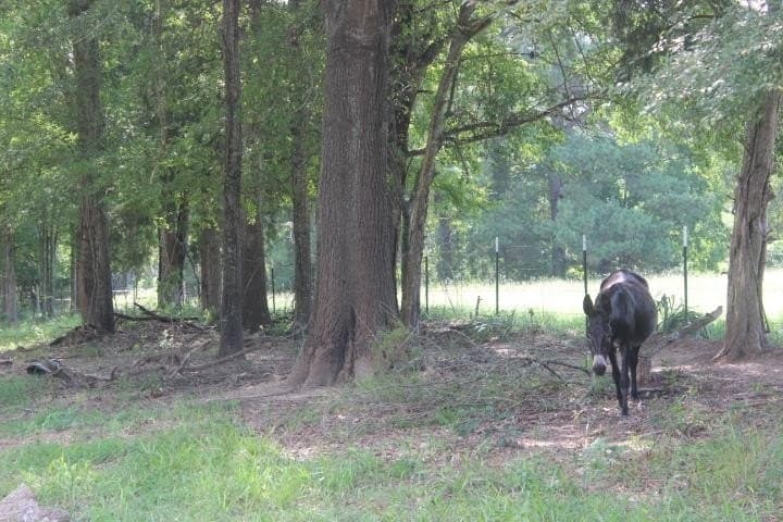 46.11 acres in Harrison County - photo 20
