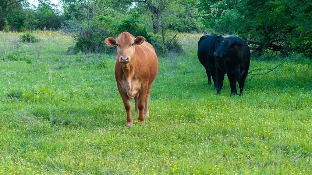 257 acres in Henderson County - photo 27