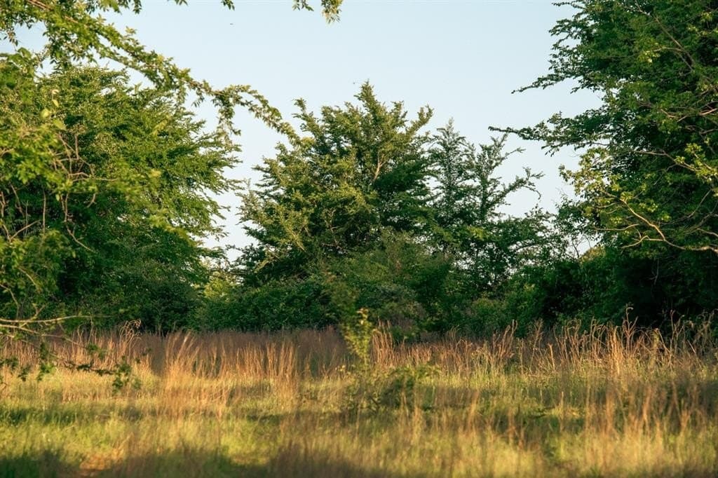 257 acres in Henderson County - photo 33