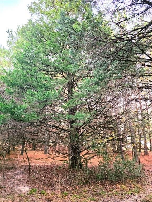 2.01 acres in Henderson County - photo 36