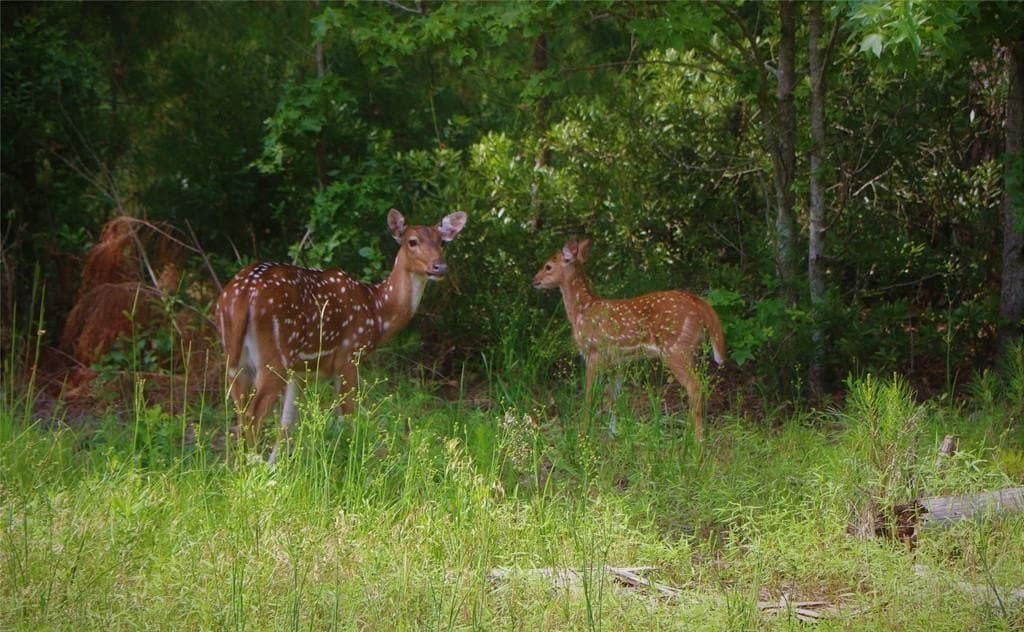 2.01 acres in Henderson County - photo 15