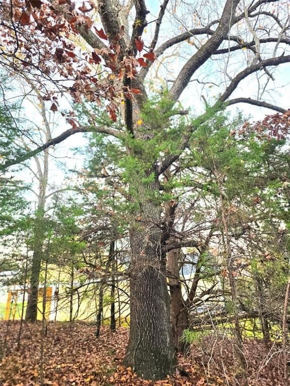 2.01 acres in Henderson County - photo 8