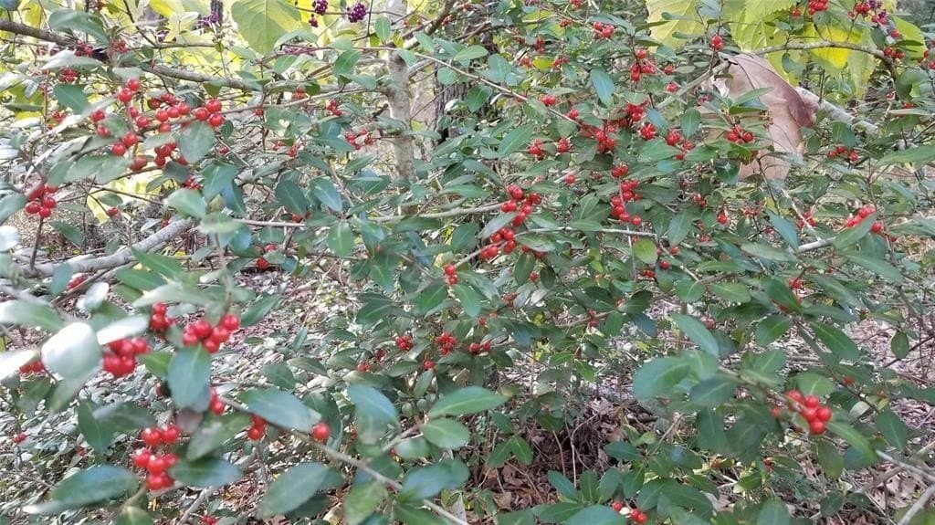 2.01 acres in Henderson County - photo 22