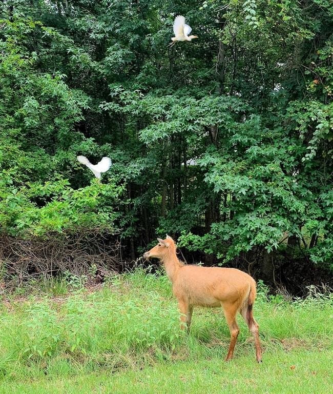 2.01 acres in Henderson County - photo 25