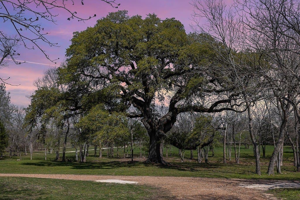 22.65 acres in Lavaca County - photo 2